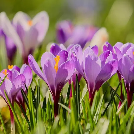 Szklarska Krokus - Kolej Linowa Na Szrenicę 7 Minut Pieszo, Wysoki Standard, światłowód, Parking Apartamento Szklarska Poręba